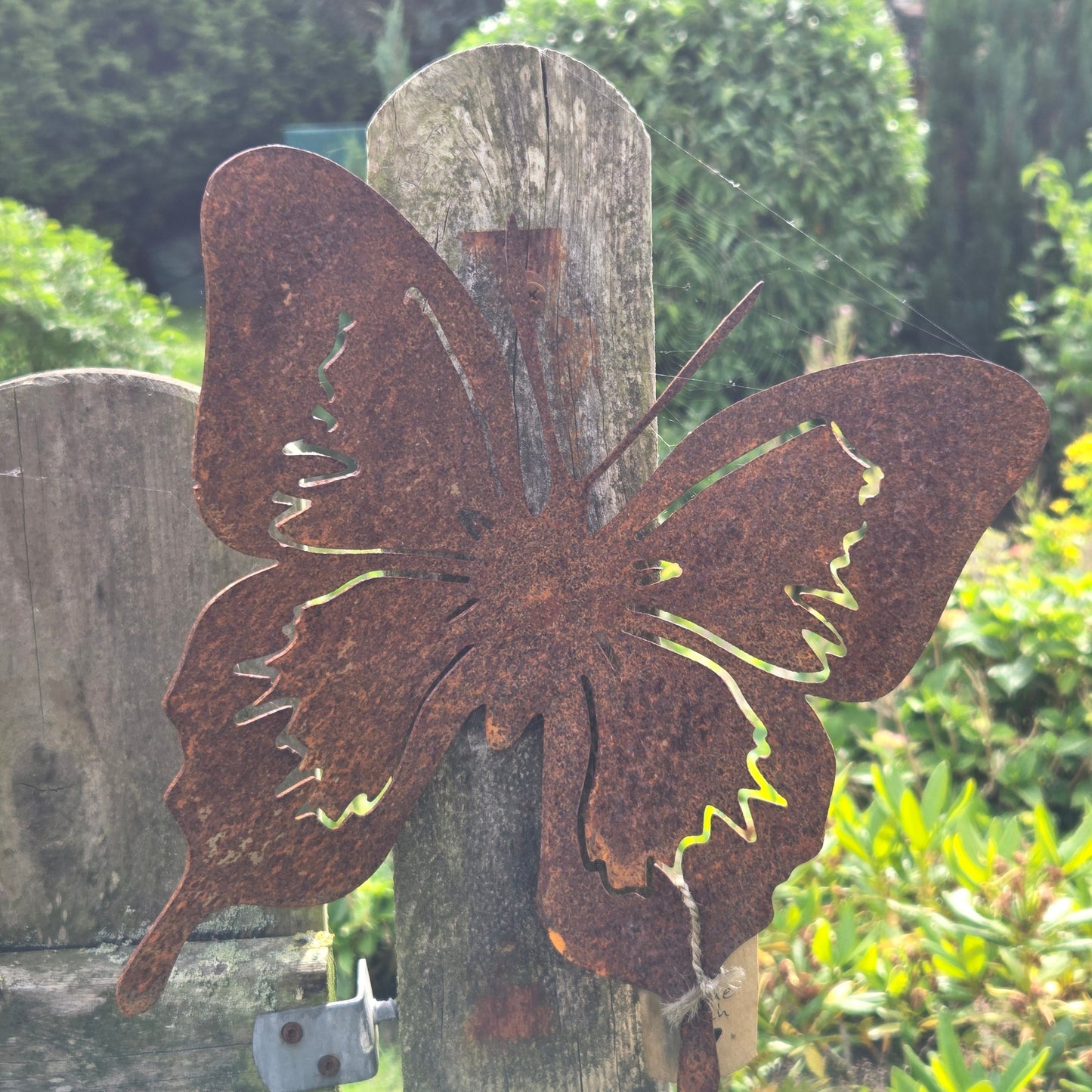 Schmetterling