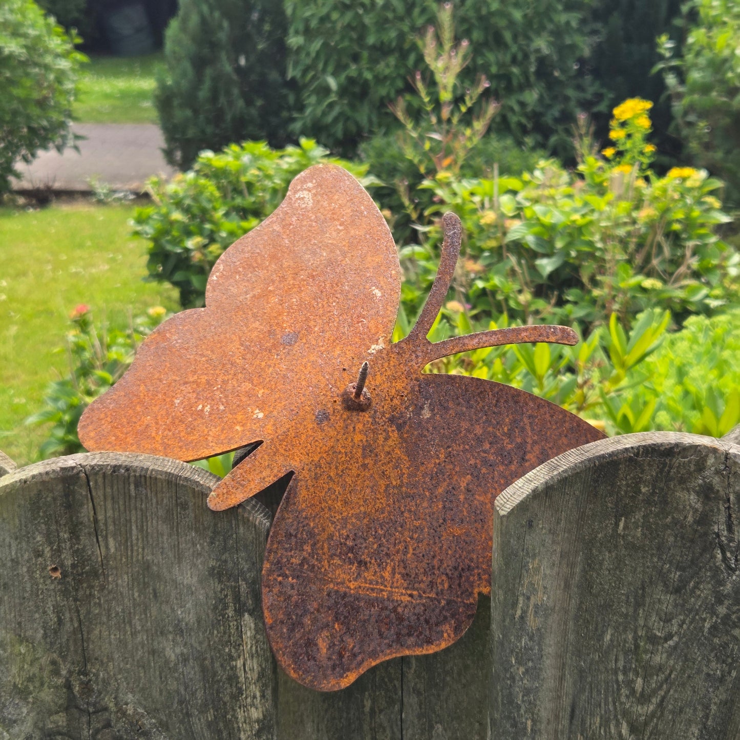 Schmetterling