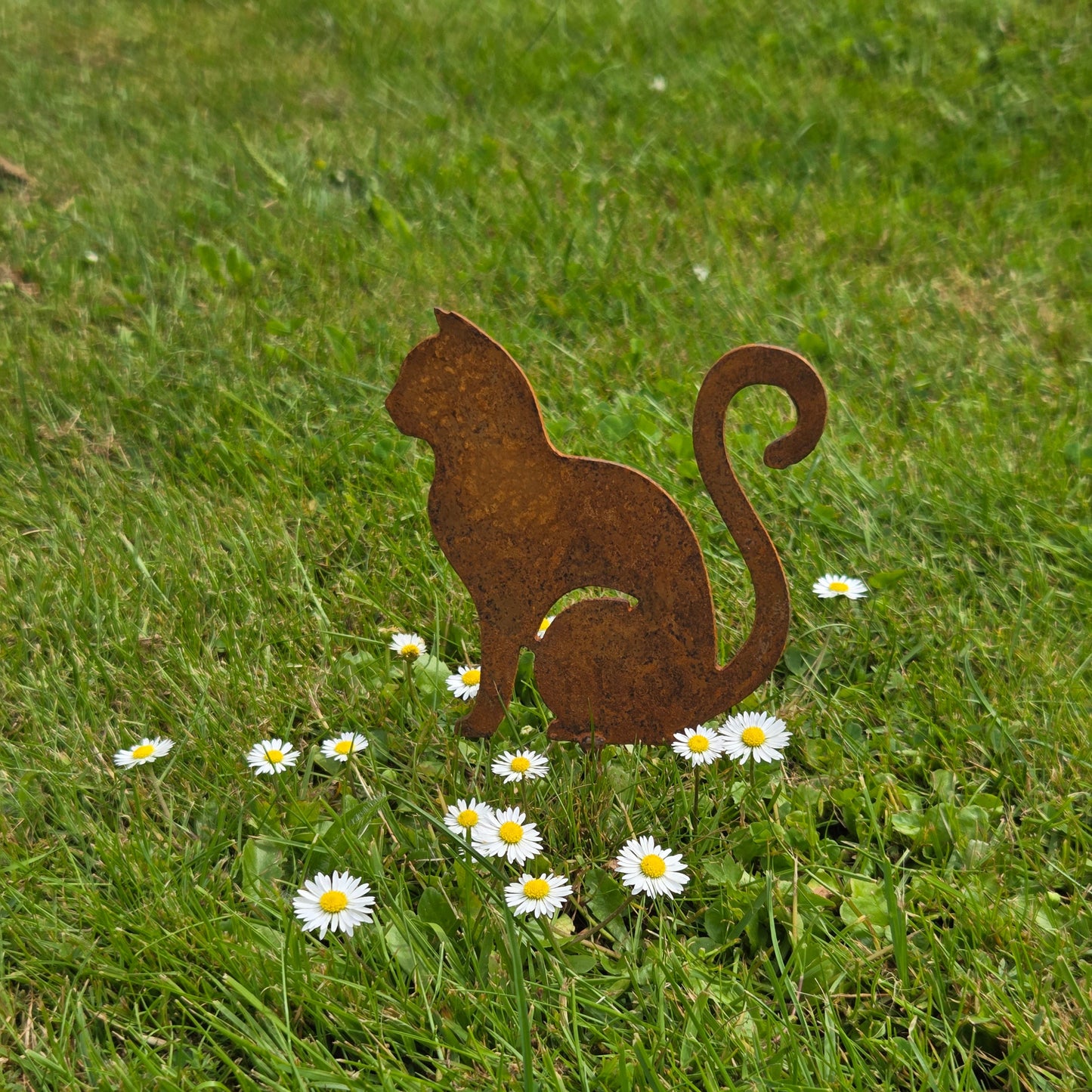 Kleine Katze