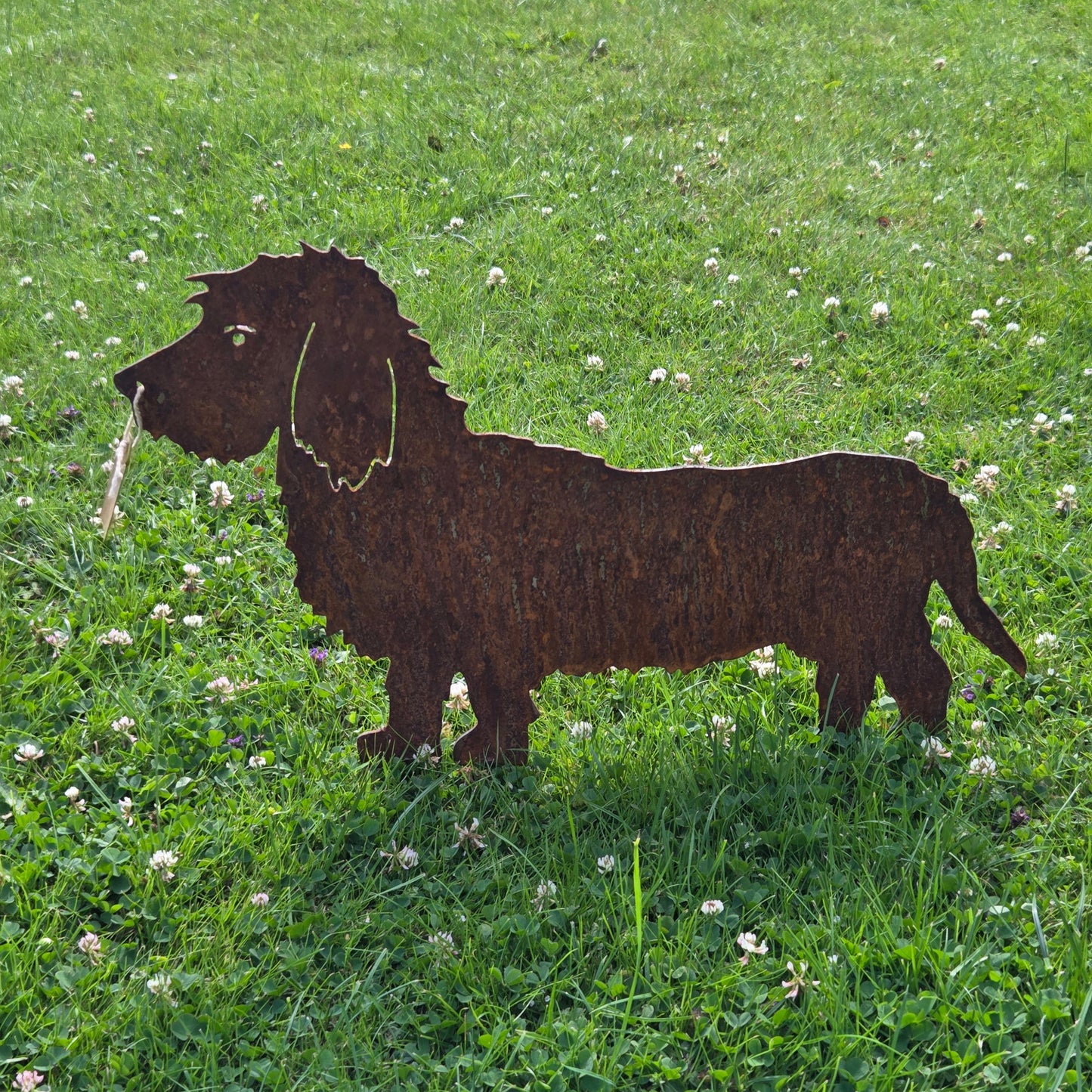 Rauhaardackel Rüdiger